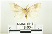 寬紋黃毒蛾藏品圖，第2張