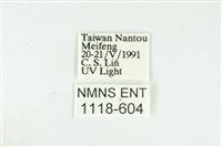 寬紋黃毒蛾藏品圖，第3張