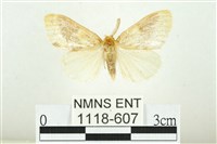 寬紋黃毒蛾藏品圖，第1張