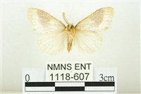 寬紋黃毒蛾藏品圖，第2張