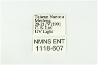 寬紋黃毒蛾藏品圖，第3張