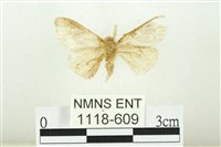 寬紋黃毒蛾藏品圖，第2張