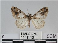 雙峰霜尺蛾藏品圖，第1張