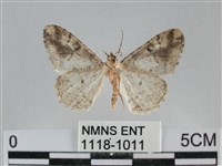 雙峰霜尺蛾藏品圖，第2張