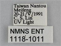 雙峰霜尺蛾藏品圖，第3張