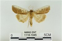 臺洒波紋蛾藏品圖，第1張