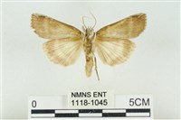 臺洒波紋蛾藏品圖，第2張