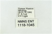 臺洒波紋蛾藏品圖，第3張