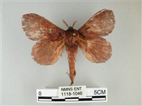 隱波紋枯葉蛾藏品圖，第1張