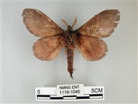 隱波紋枯葉蛾藏品圖，第2張