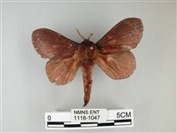 隱波紋枯葉蛾藏品圖，第1張