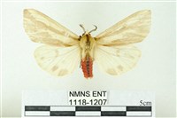 赭新污燈蛾藏品圖，第1張