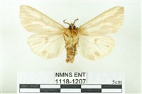 赭新污燈蛾藏品圖，第2張