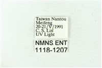 赭新污燈蛾藏品圖，第3張