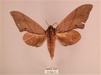 直翅六點天蛾藏品圖，第1張