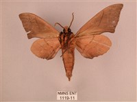 直翅六點天蛾藏品圖，第2張