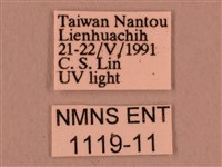 直翅六點天蛾藏品圖，第3張