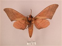 直翅六點天蛾藏品圖，第2張