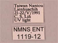 直翅六點天蛾藏品圖，第3張