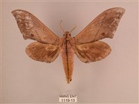 直翅六點天蛾藏品圖，第1張