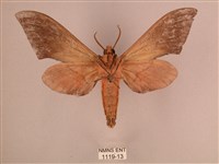 直翅六點天蛾藏品圖，第2張