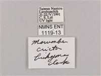 直翅六點天蛾藏品圖，第3張