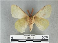 青枯葉蛾藏品圖，第2張