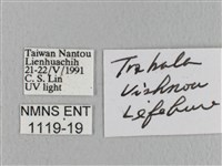 青枯葉蛾藏品圖，第3張