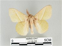 青枯葉蛾藏品圖，第1張