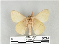 青枯葉蛾藏品圖，第2張