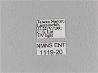 青枯葉蛾藏品圖，第3張