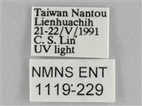 長斑擬燈蛾藏品圖，第3張