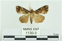 粉紅帶散紋夜蛾藏品圖，第1張