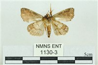 粉紅帶散紋夜蛾藏品圖，第2張