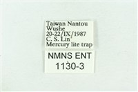 粉紅帶散紋夜蛾藏品圖，第3張