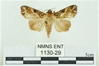 粉紅帶散紋夜蛾藏品圖，第1張