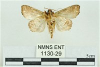 粉紅帶散紋夜蛾藏品圖，第2張