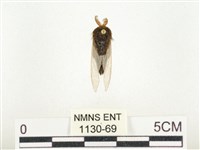 榕透翅毒蛾藏品圖，第1張