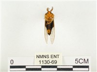 榕透翅毒蛾藏品圖，第2張