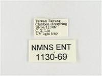 榕透翅毒蛾藏品圖，第3張