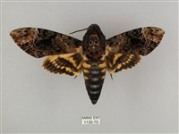 鬼臉天蛾藏品圖，第1張