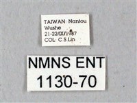 鬼臉天蛾藏品圖，第3張