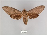 細斜紋霜天蛾藏品圖，第1張