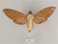 細斜紋霜天蛾藏品圖，第2張