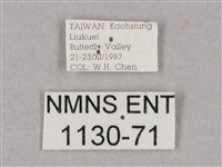 細斜紋霜天蛾藏品圖，第3張