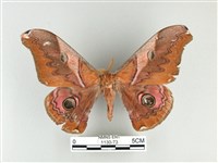 雙黑目天蠶蛾藏品圖，第1張