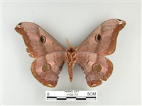 雙黑目天蠶蛾藏品圖，第2張