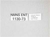 雙黑目天蠶蛾藏品圖，第3張