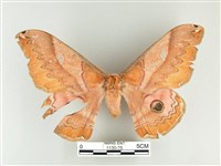 雙黑目天蠶蛾藏品圖，第1張