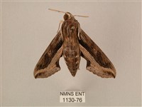 斜線天蛾藏品圖，第1張